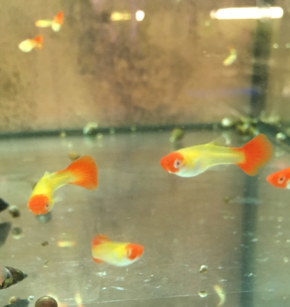 Koi Guppy, Poecilia reticulata "Koi"